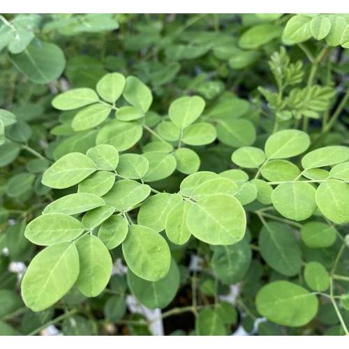 大株 モリンガ 1ポット 野菜 苗 珍しい もりんが 寒い時期は葉が枯れ