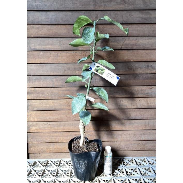 沖縄柑橘 タルガヨー ：果樹苗 柑橘苗 苗木 接木 苗 みかん 沖縄