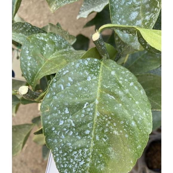 沖縄柑橘 タルガヨー ：果樹苗 柑橘苗 苗木 接木 苗 みかん 沖縄