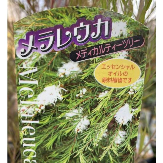 大株 メラレウカ メディカルティーツリー 6寸鉢植え 苗 苗木 爆買
