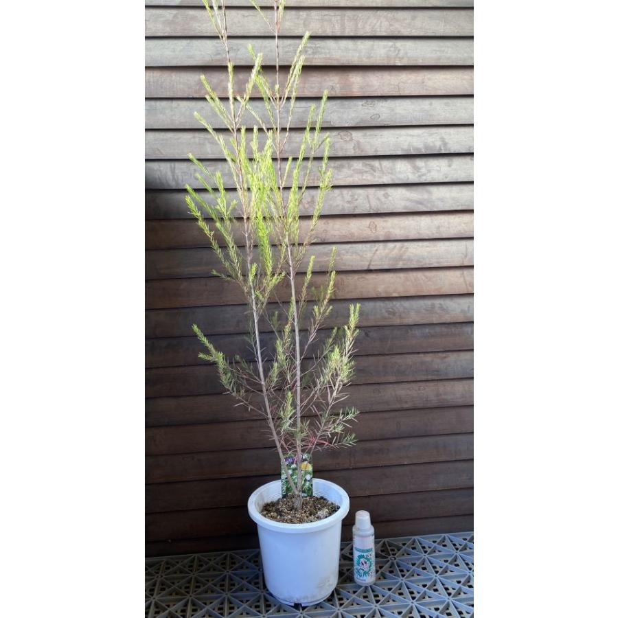 大株 メラレウカ メディカルティーツリー 6寸鉢植え 苗 苗木 爆買
