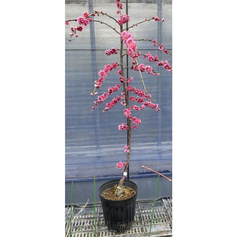 花梅 苗木 梅の木 梅の花 紅花しだれ梅：ベニバナシダレメ 紅花枝垂れ