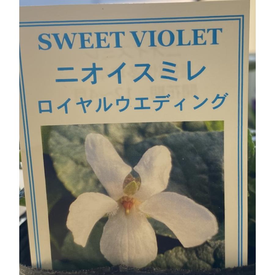 ニオイスミレ（ロイヤルウエディング）匂いスミレ 苗 すみれ 菫 : 日本花卉ガーデンセンターYahoo!店 - 通販 - Yahoo!ショッピング