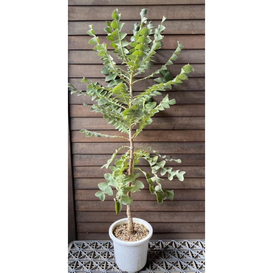 現品 大株 バンクシア グランディス 6寸鉢植え (banksia grandis