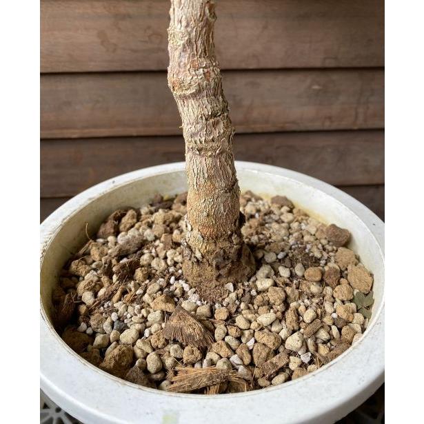 あ　バンクシア　グランディス　大株 現品 大株 バンクシア グランディス 6寸鉢植え (banksia grandis