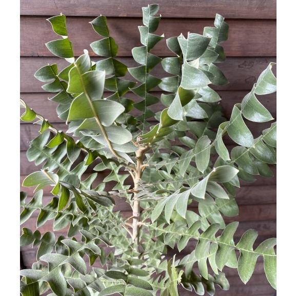 現品 大株 バンクシア グランディス 6寸鉢植え (banksia grandis