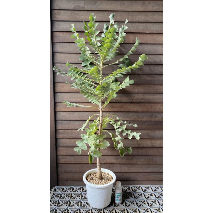 現品 大株 バンクシア グランディス 6寸鉢植え (banksia grandis