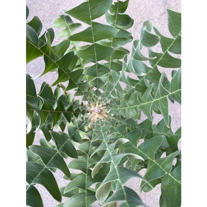 現品 大株 バンクシア グランディス 6寸鉢植え (banksia grandis