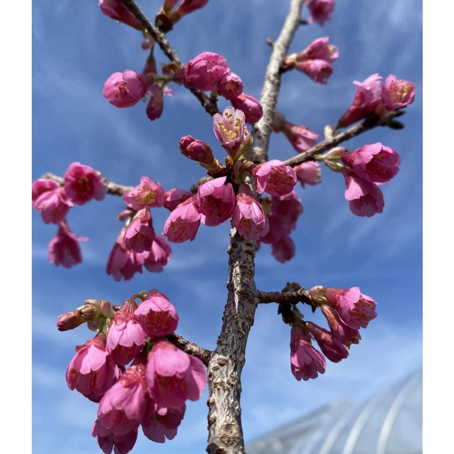 6寸鉢植え 桜の木 桜の苗木 桜の花 一重寒緋桜：カンヒザクラ（桜