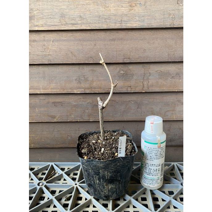 ぶどうの木 ぶどうの苗木 ブドウ苗木 黄金葉 ノブドウ（野ぶどう