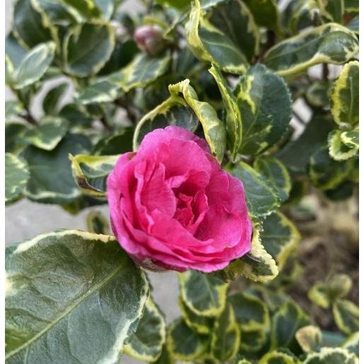 大株 寒椿 三光斑 7寸鉢植え ：サザンカ（山茶花）苗 苗木 : 日本花卉