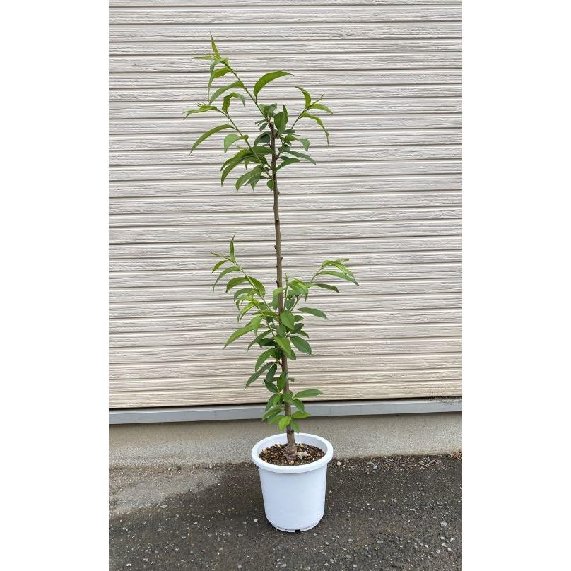 桃の苗木 蟠桃 バントウ（桃） 6寸鉢植え ：果樹苗 チャイナピーチ