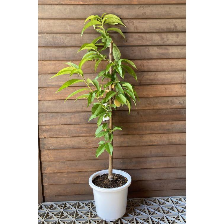 桃の苗木 4本セット＋あかつき苗木 桃の苗木 あかつき（桃） 6寸鉢植え ：果樹苗 桃の苗木 桃の苗 : 日本