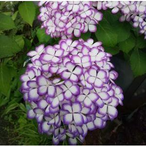 手毬紫陽花 紫式部 5寸鉢植え ：紫陽花 苗 苗木 テマリアジサイ