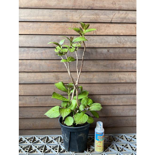 手毬紫陽花 紫式部 5寸鉢植え ：紫陽花 苗 苗木 テマリアジサイ