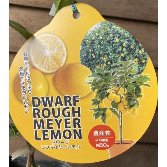 ドワーフラフマイヤーレモン （矮性＆甘いレモン）：果樹苗 柑橘苗