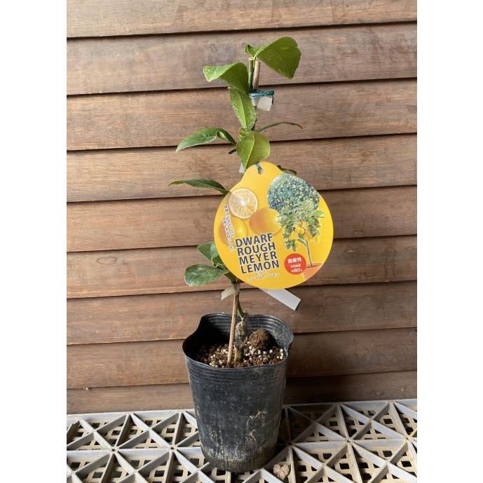 ドワーフラフマイヤーレモン （矮性＆甘いレモン）：果樹苗 柑橘苗