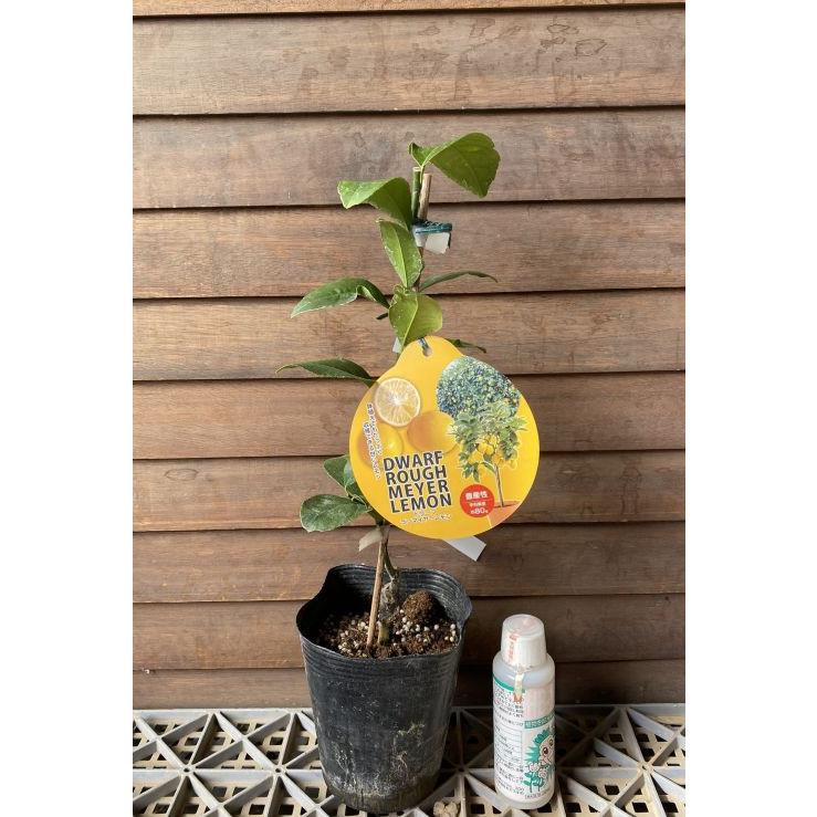 ドワーフラフマイヤーレモン （矮性＆甘いレモン）：果樹苗 柑橘苗
