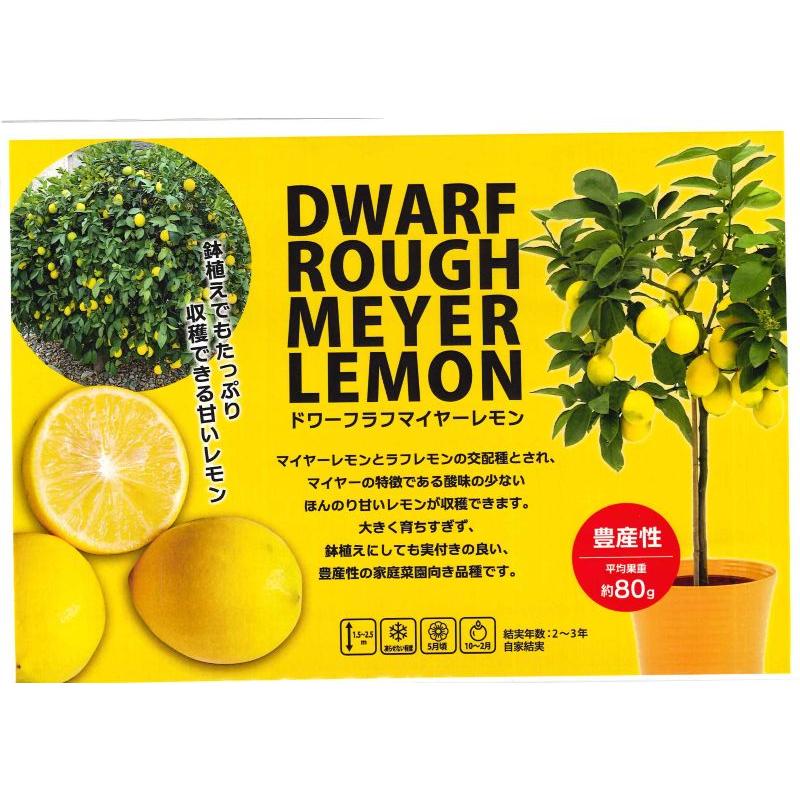 ドワーフラフマイヤーレモン （矮性＆甘いレモン）：果樹苗 柑橘苗