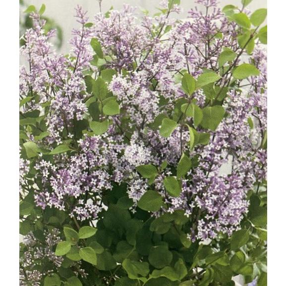 姫ライラック フラワーフェスタ （パープル） 4寸鉢植え ヒメ