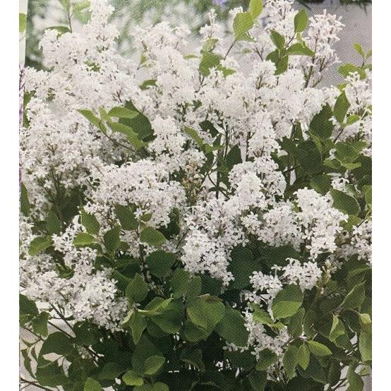 姫ライラック フラワーフェスタ （ホワイト） 4寸鉢植え ヒメ