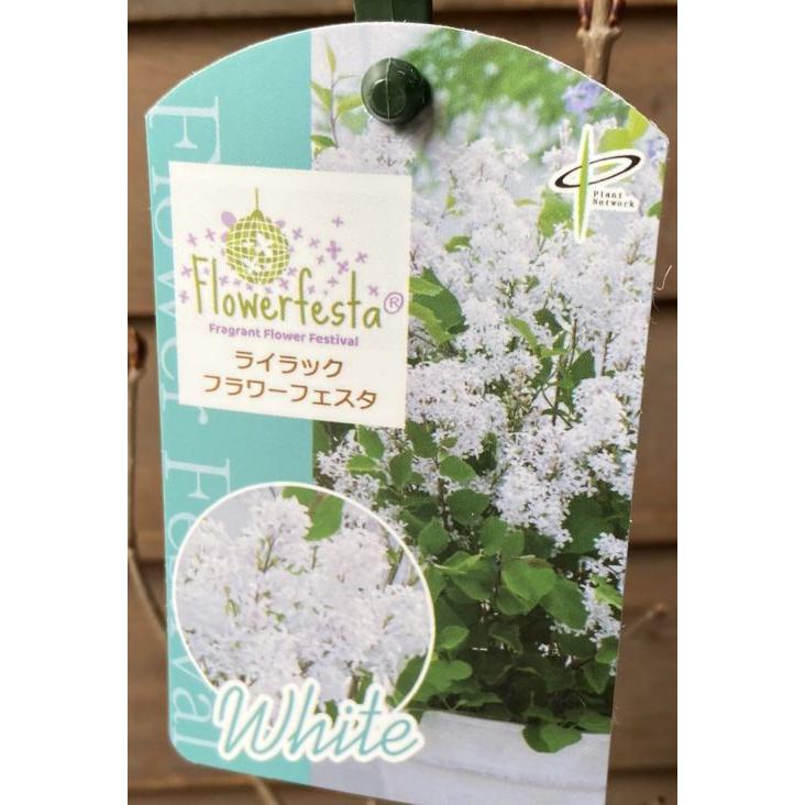 姫ライラック フラワーフェスタ （ホワイト） 4寸鉢植え ヒメ