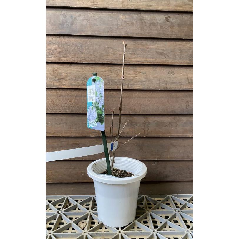 姫ライラック フラワーフェスタ （ホワイト） 4寸鉢植え ヒメ