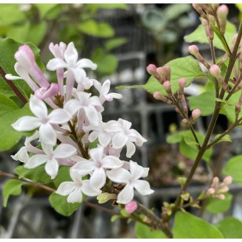 姫ライラック フラワーフェスタ （ホワイト） 4寸鉢植え ヒメ