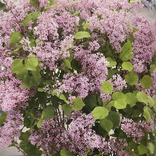 姫ライラック フラワーフェスタ （ピンク） 4寸鉢植え ヒメライラック