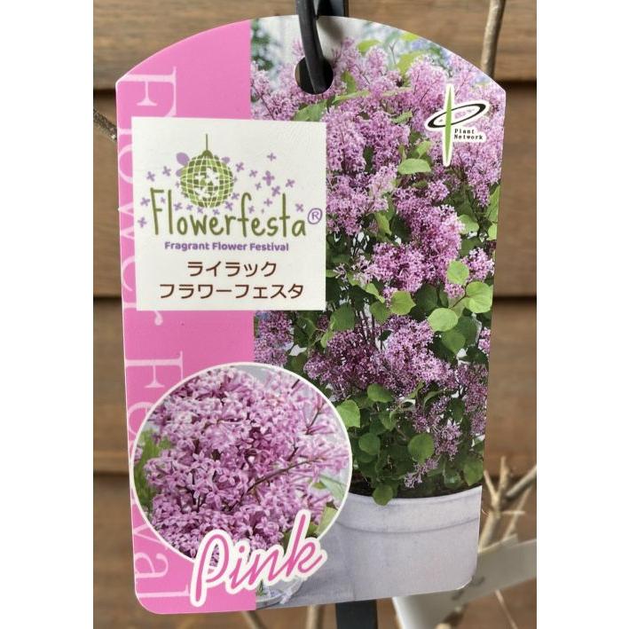 姫ライラック フラワーフェスタ （ピンク） 4寸鉢植え ヒメライラック