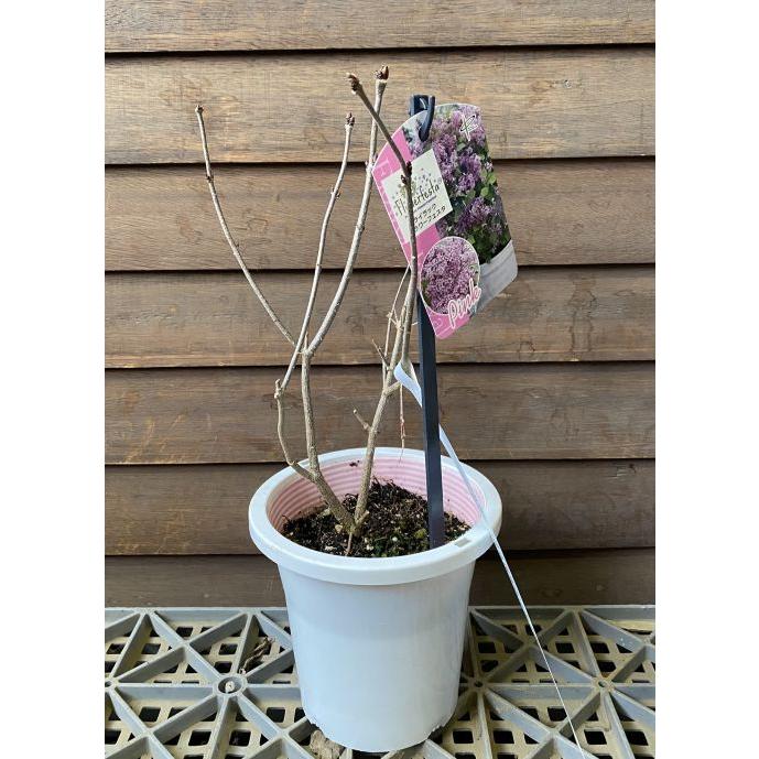 姫ライラック フラワーフェスタ （ピンク） 4寸鉢植え ヒメライラック