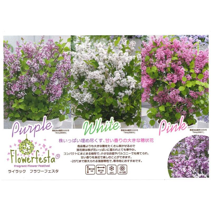 姫ライラック フラワーフェスタ （ピンク） 4寸鉢植え ヒメライラック