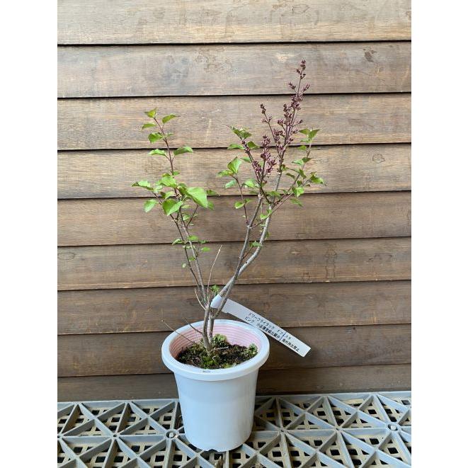 姫ライラック フラワーフェスタ （ピンク） 4寸鉢植え ヒメライラック