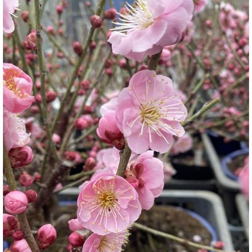 花梅 見驚 ケンキョウ 盆栽仕立て 5寸鉢植え ピンク色の八重咲き花