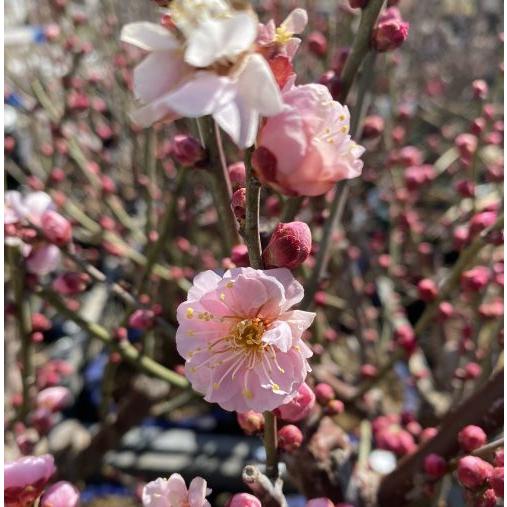 花梅 見驚 ケンキョウ 盆栽仕立て 5寸鉢植え ピンク色の八重咲き花