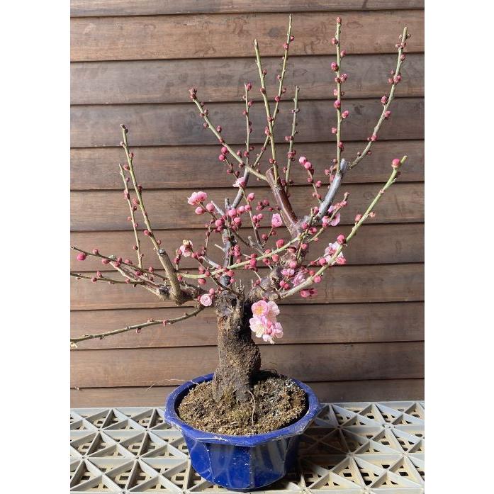 花梅 見驚 ケンキョウ 盆栽仕立て 5寸鉢植え ピンク色の八重咲き花