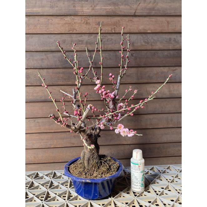 花梅 見驚 ケンキョウ 盆栽仕立て 5寸鉢植え ピンク色の八重咲き花
