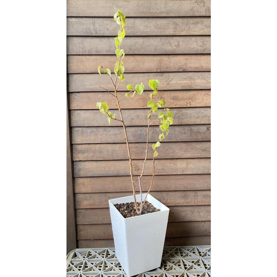 現品 白樺（シラカバ） 6寸鉢植え ＊2026年3月26日撮影 : 日本花卉