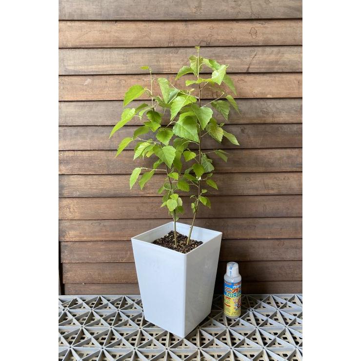 白樺の鉢植え　No.24　樹高102cm　送料込 現品 白樺（シラカバ） 6寸鉢植え ＊2026年5月27日撮影 : 日本花卉