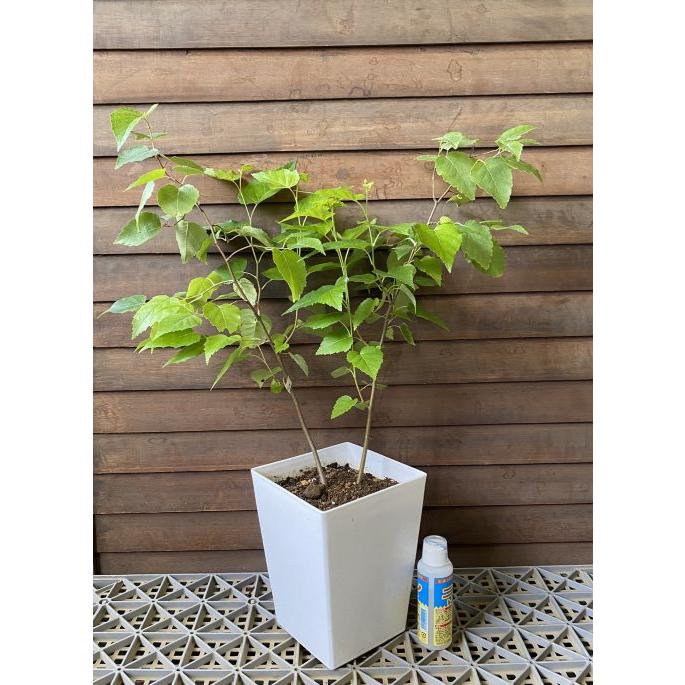 現品 白樺（シラカバ） 6寸スクエア鉢植え ＊2026年7月7日撮影 : 日本