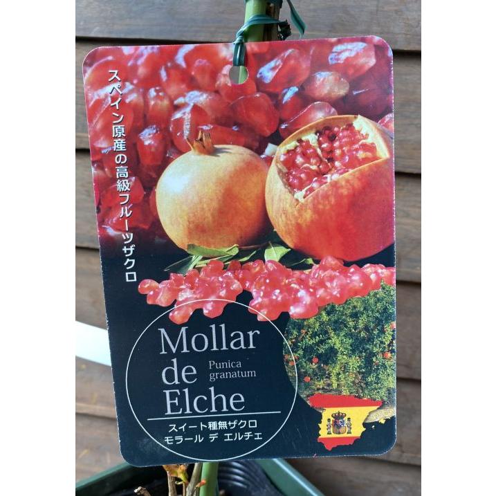 ざくろ苗　スペイン原産　ザクロ苗　モラールデエルチェ苗木　種無し スイートタネなしザクロ（スイート種無しザクロ） モラールデエルチェ