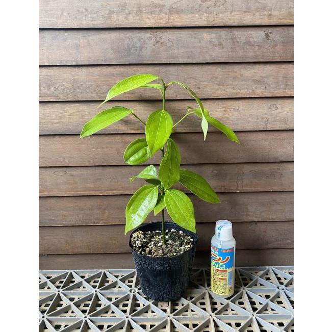 シナモン（ニッキ） セイロンニッケイ 4寸ポット植え：熱帯果樹苗