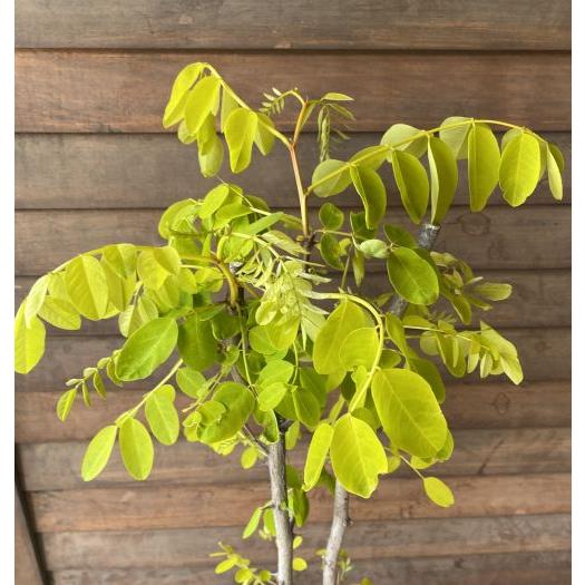 現品 アカシア 黄金葉ニセアカシア フリーシア 9号鉢植え 樹高80