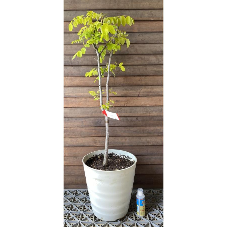 現品 アカシア 黄金葉ニセアカシア フリーシア 9号鉢植え 樹高80