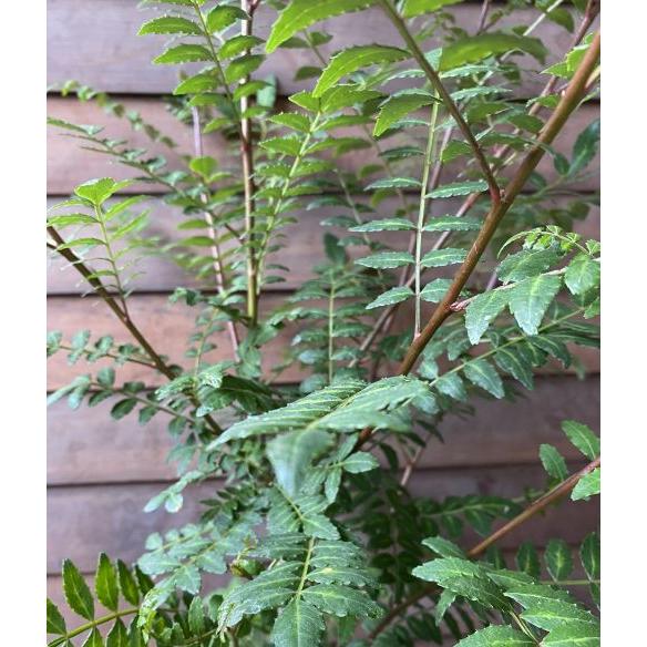 山椒の葉 山椒の木 山椒 苗 山椒の葉 葉山椒（葉さんしょう）5寸ポット植え