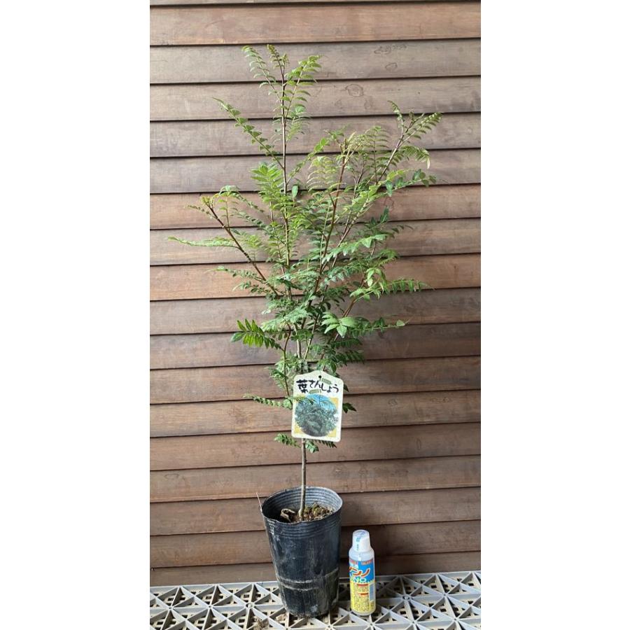 山椒の葉 山椒の木 山椒 苗 山椒の葉 葉山椒（葉さんしょう）5寸ポット植え