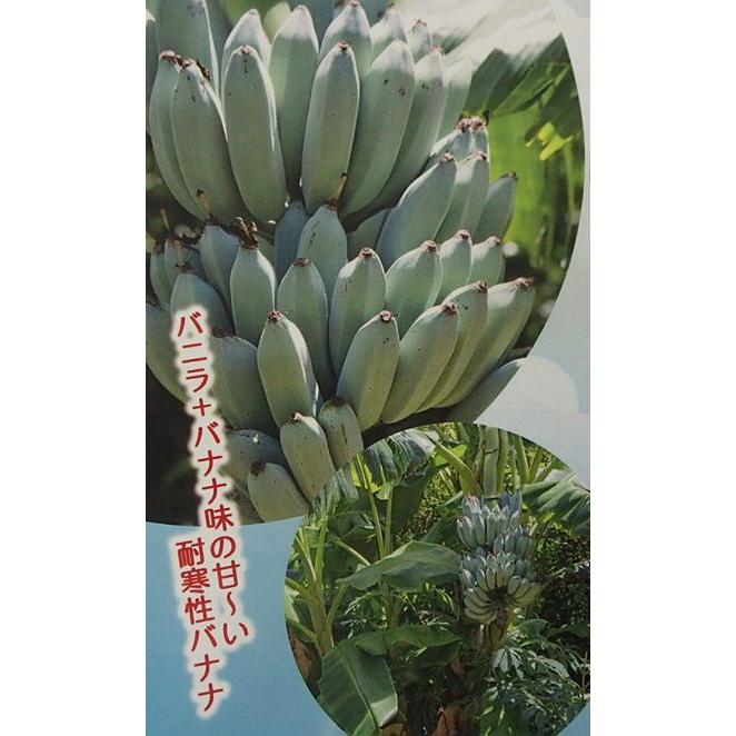 アイスクリームバナナ（ブルージャバ、ブルーバナナ）：熱帯果樹苗