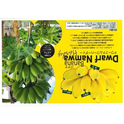 巨大215cm。富裕層向け＝高糖度品種◆ドワーフ・マッサン。バナナ苗◆低木、耐寒 巨大160cm,富裕層向け＝高糖度品種◇ドワーフ・マッサン。バナナ苗