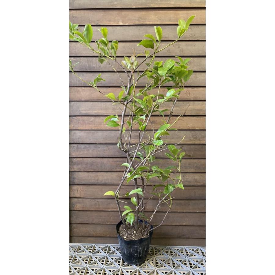 ホンサカキ（本榊） 5寸ポット植え 樹高100センチ程度 樹形暴れてい
