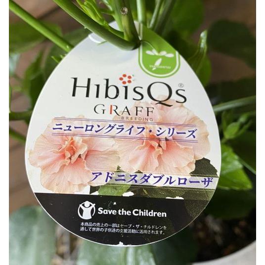 ハイビスカス アドニスダブルローザ （NEWロングライフ・シリーズ）5寸